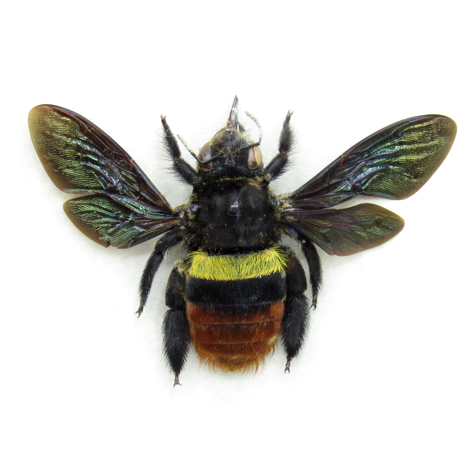 Rare Tricolored Carpenter Bee framed taxidermy - Xylocopa tricolor