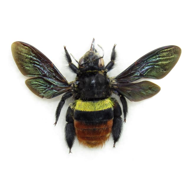 Rare Tricolored Carpenter Bee framed taxidermy - Xylocopa tricolor