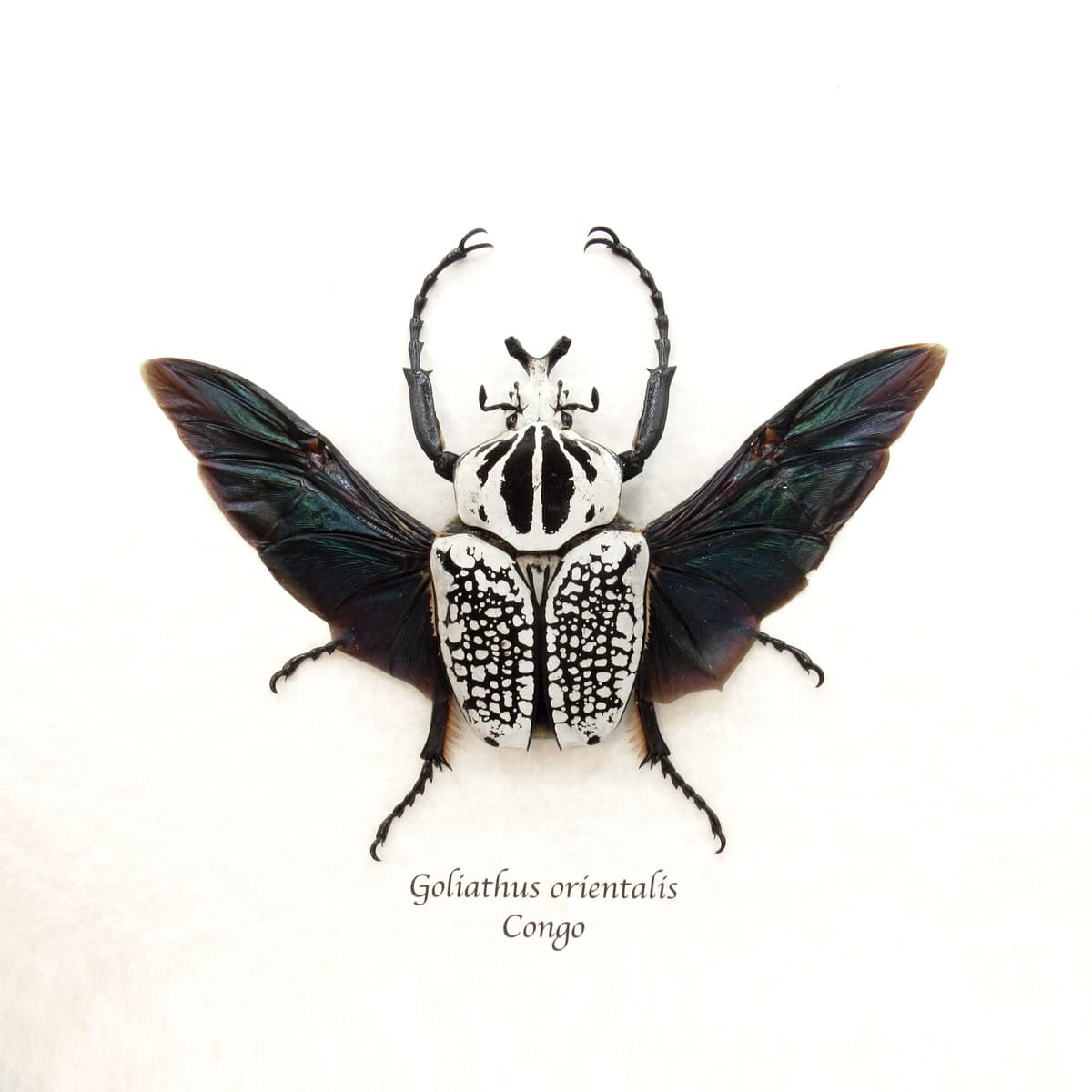 Real XL Flower Beetle framed taxidermy - Goliathus orientalis