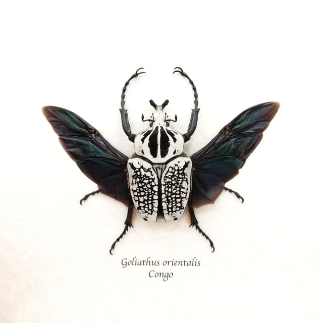 Real XL Flower Beetle framed taxidermy - Goliathus orientalis