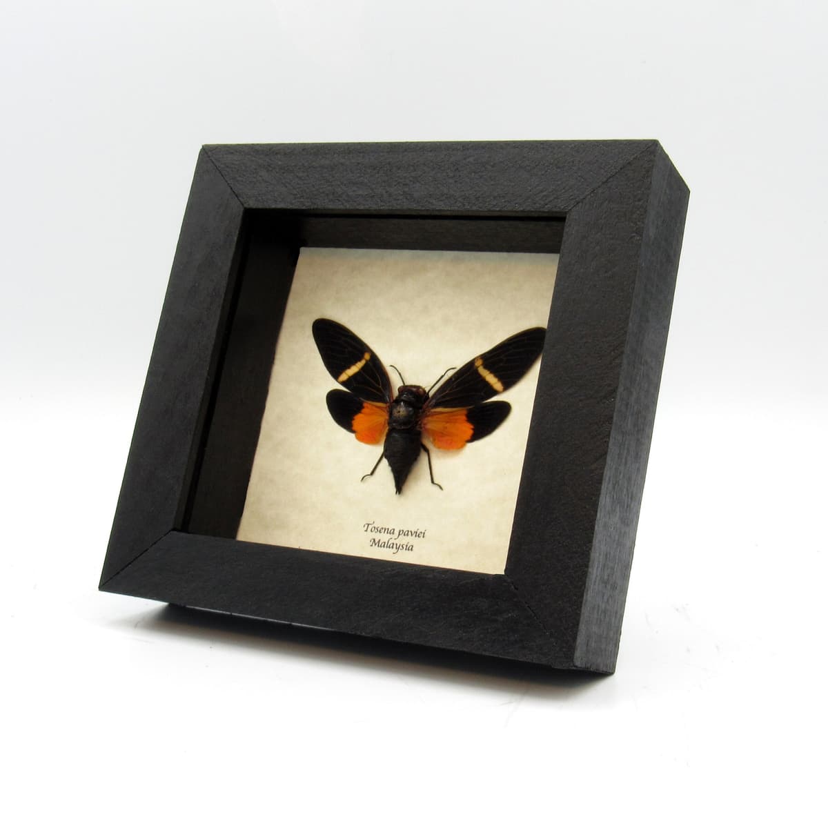 Real orange Cicada framed taxidermy - Tosena paviei