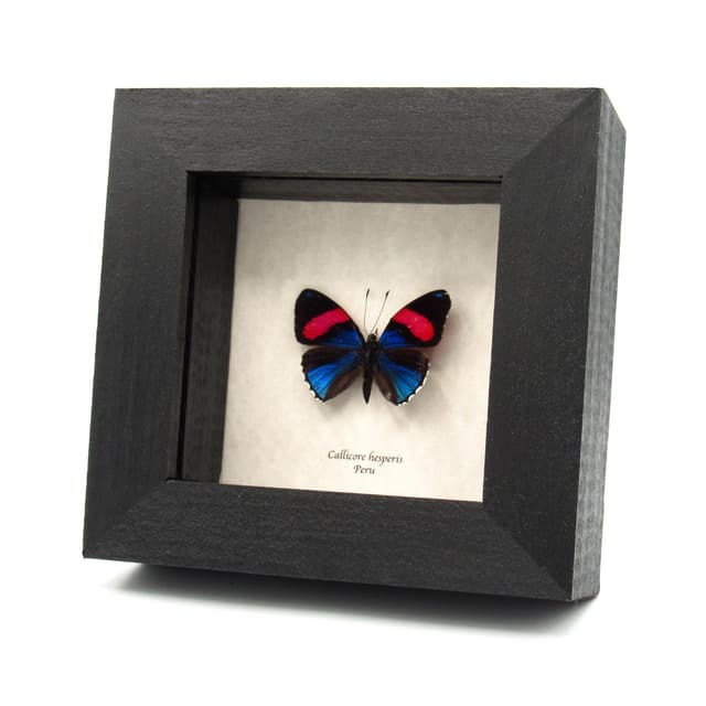 Real metallic blue Hesperis 88 butterfly framed taxidermy - Callicore hesperis