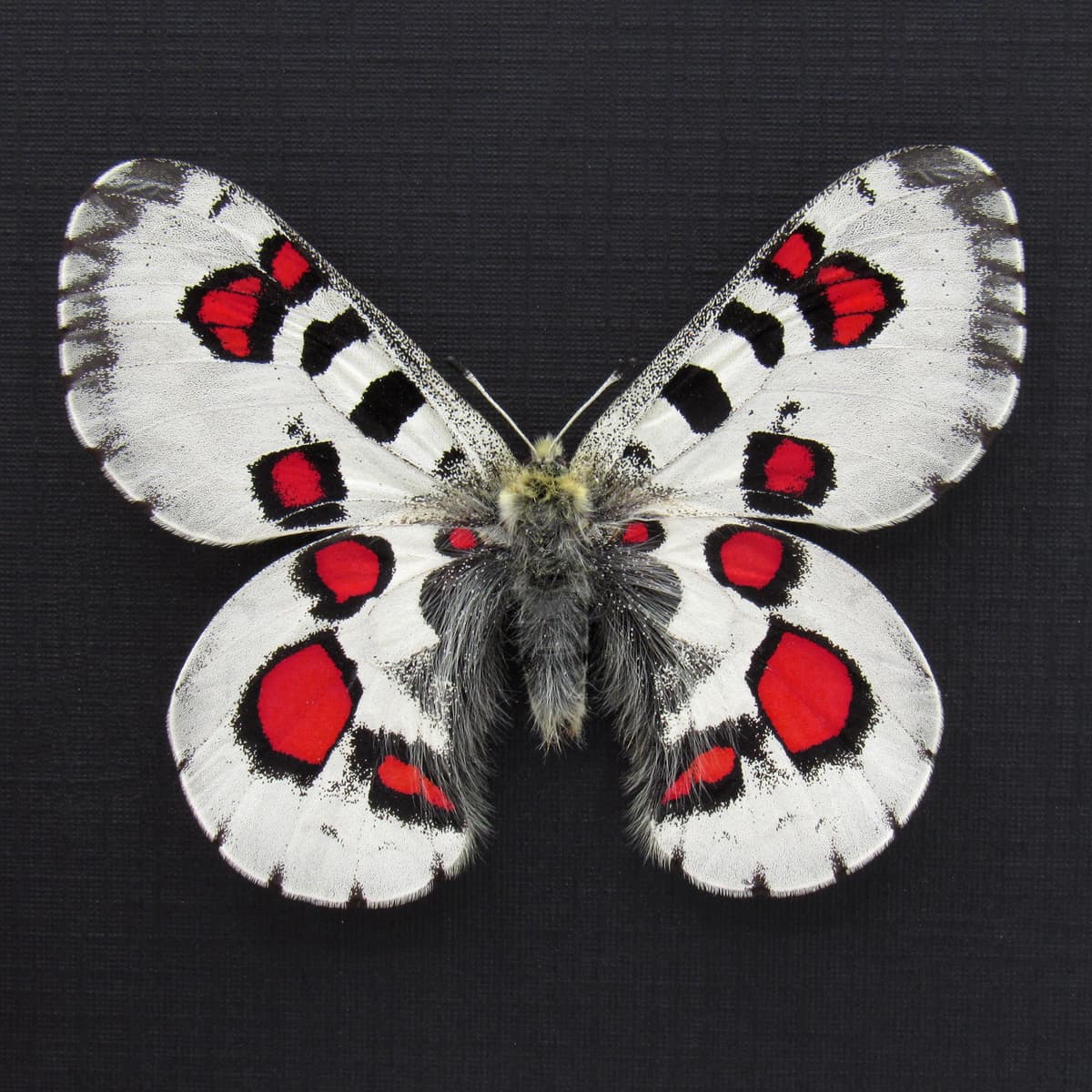 Very rare red Snow Apollo butterfly framed specimen - Parnassius nomion koiwayai