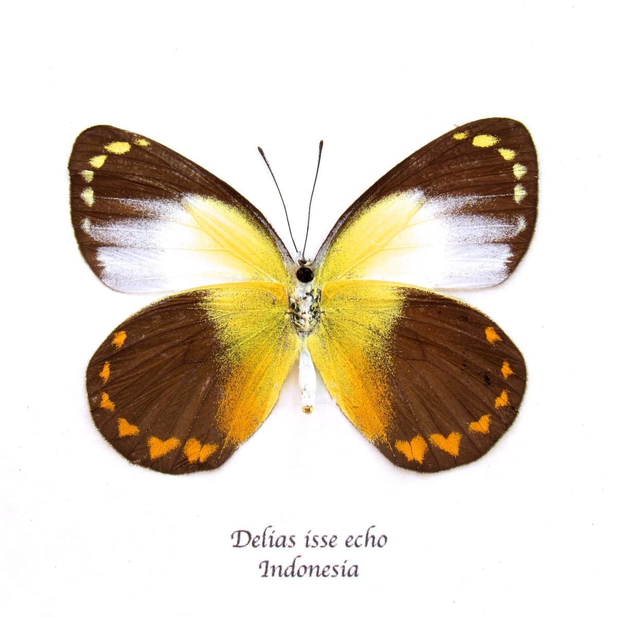 Real yellow Delias butterfly framed taxidermy - Delias isse echo - female