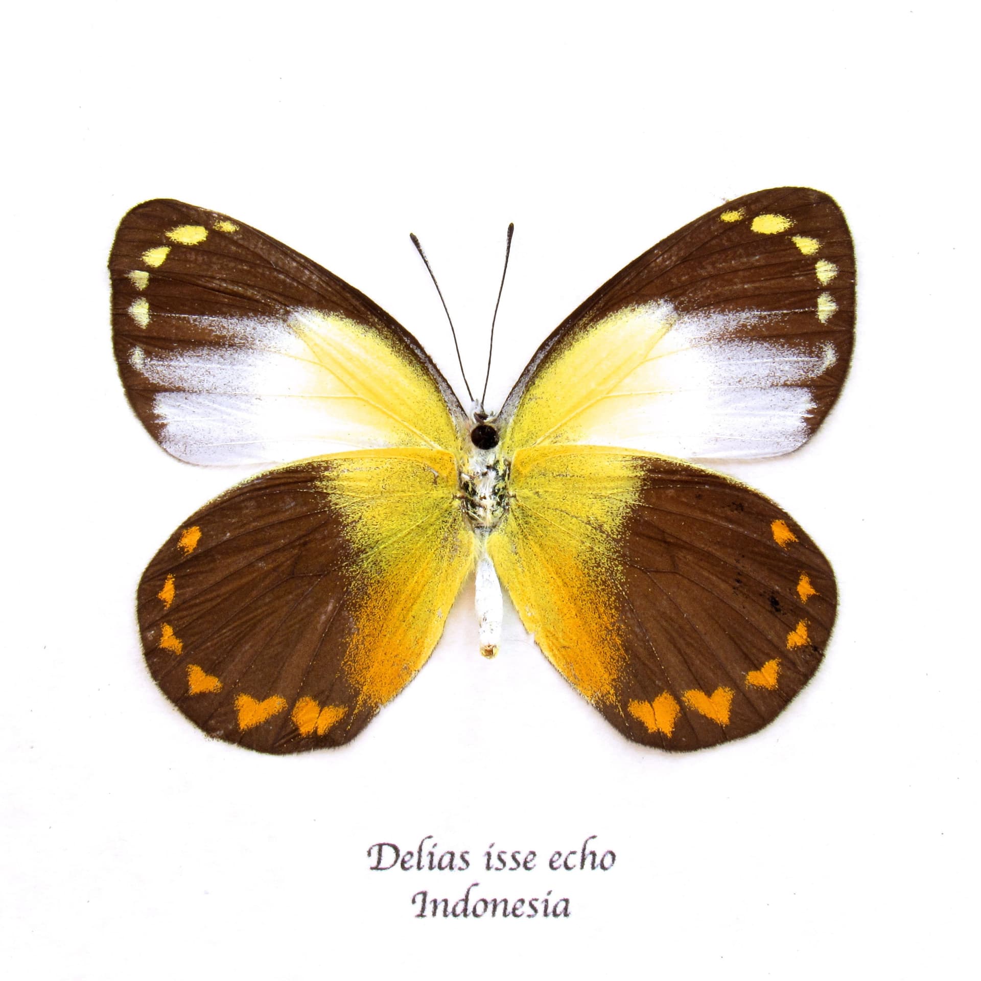 Real yellow Delias butterfly framed taxidermy - Delias isse echo - female