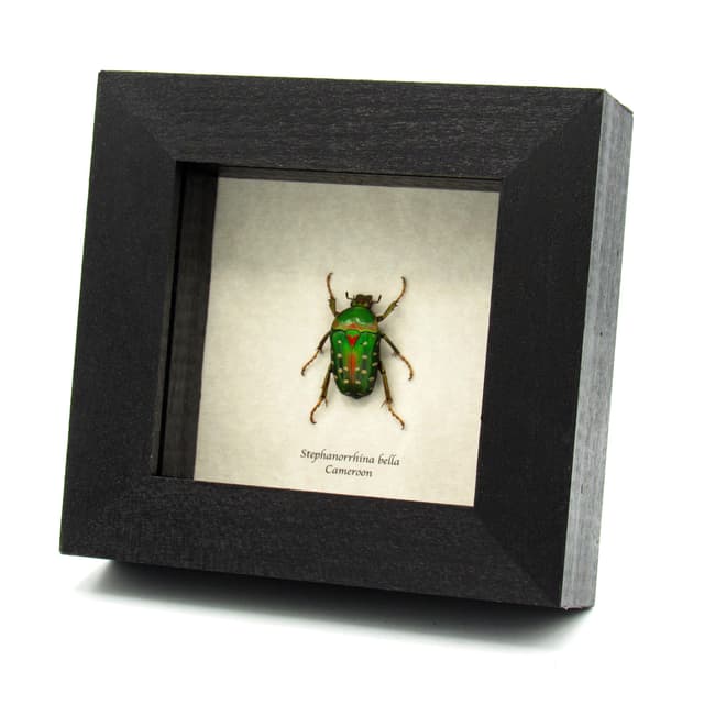 Real Polka Dot Scarab Beetle framed taxidermy - Stephanorrhina bella