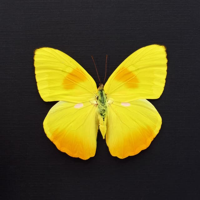 Real yellow butterfly framed taxidermy - Phoebis philea
