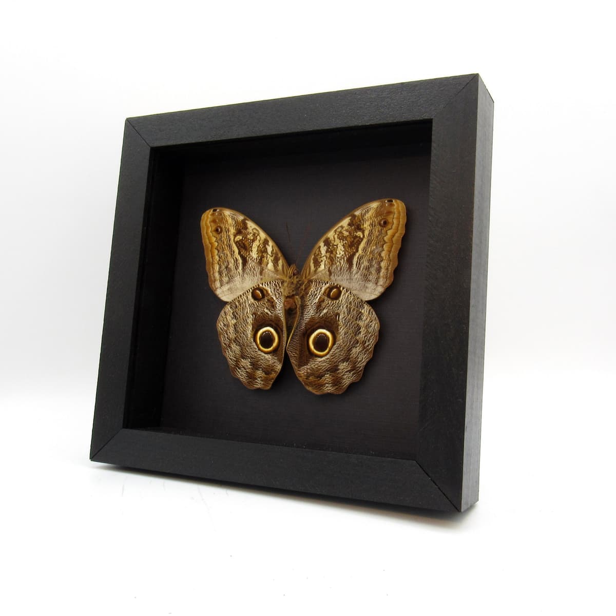 Real Giant Owl Butterfly framed taxidermy - Caligo illioneus praxsiodus