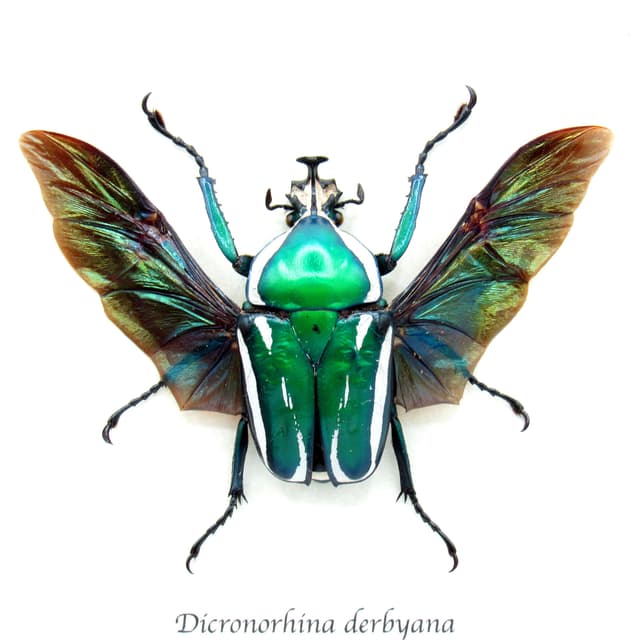 Green metallic scarab beetle framed taxidermy - Dicronorhina derbyana