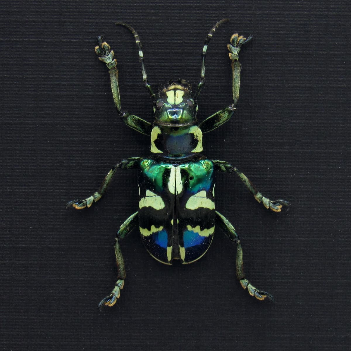 Real iridescent green Longhorn beetle framed taxidermy - Acronia alboplagiata