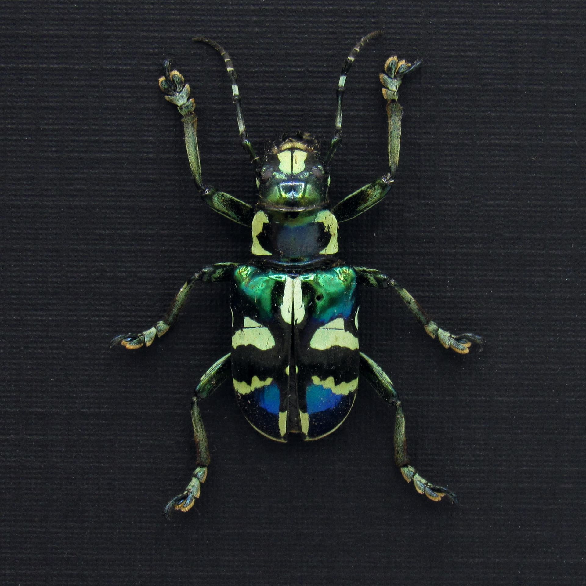 Real iridescent green Longhorn beetle framed taxidermy - Acronia alboplagiata