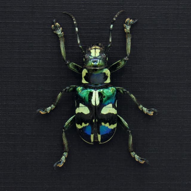 Real iridescent green Longhorn beetle framed taxidermy - Acronia alboplagiata