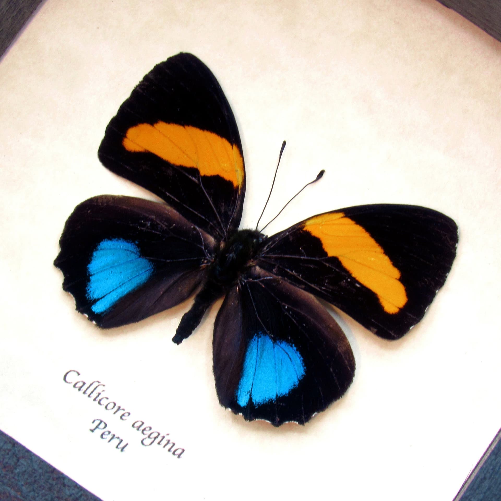 Real iridescent butterfly framed taxidermy - Callicore aegina