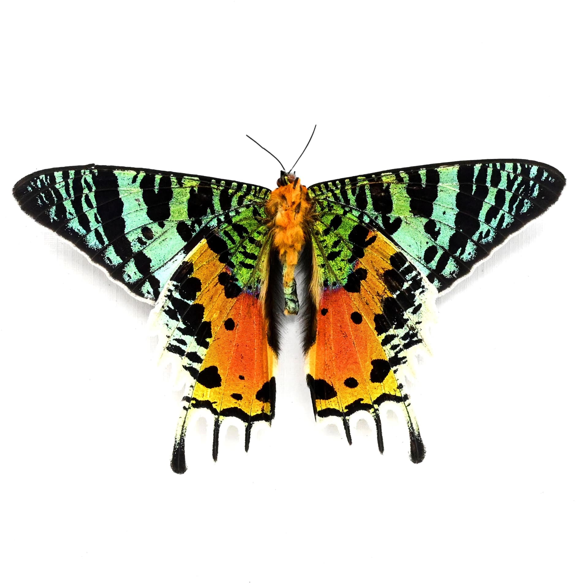 Real Rainbow Sunset Moth framed taxidermy - Urania ripheus - Victorian mount