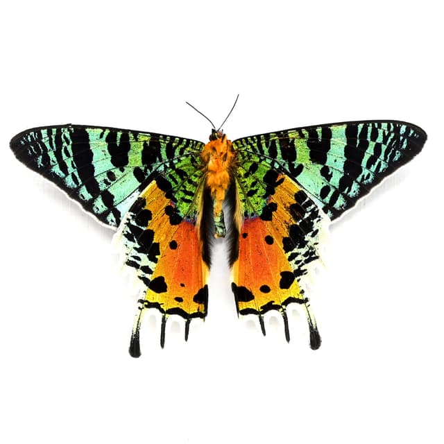 Real Rainbow Sunset Moth framed taxidermy - Urania ripheus - Victorian mount