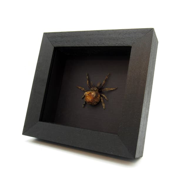 Real Orb Weaver spider framed taxidermy - Poltys illepidus