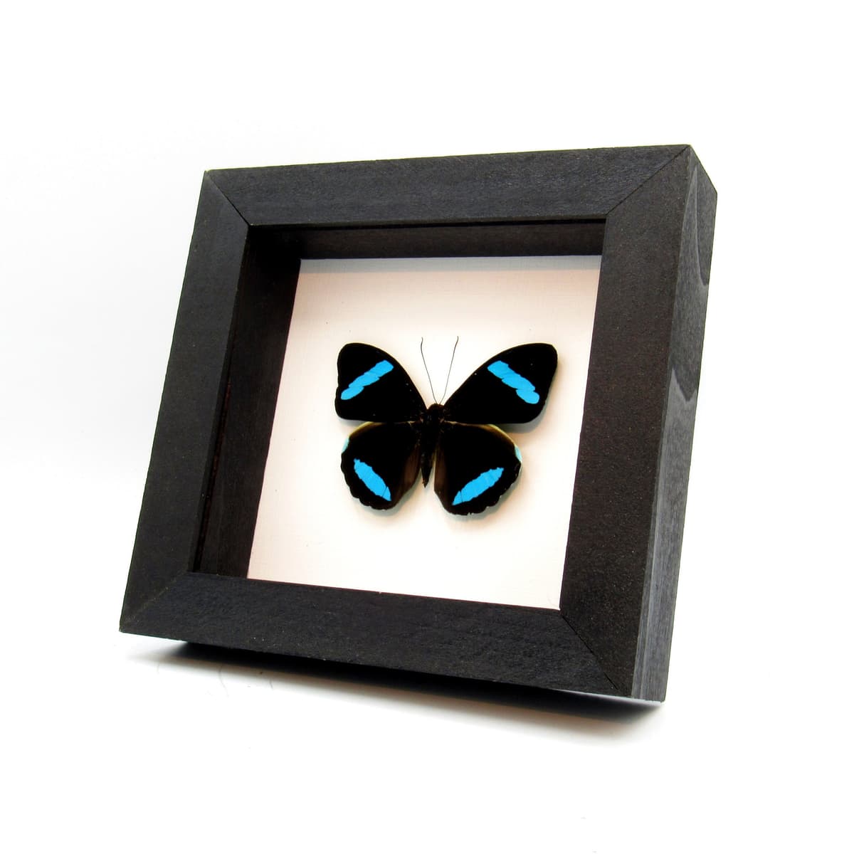Rare neon blue Olivewing butterfly framed - Nessaea hewitsoni