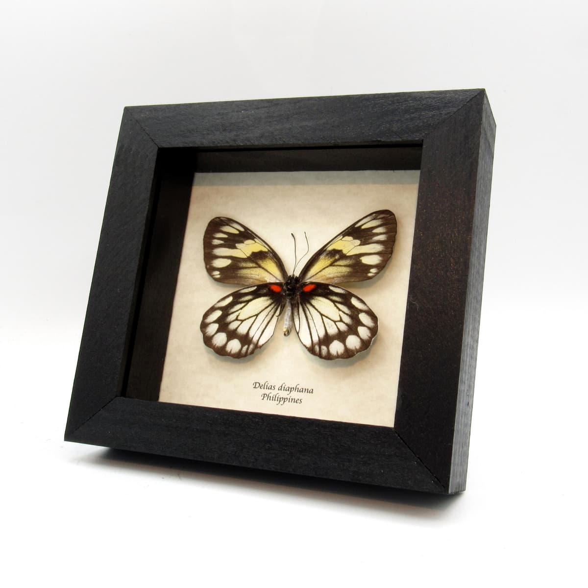 Real black and white Delias butterfly framed taxidermy - Delias diaphana - female