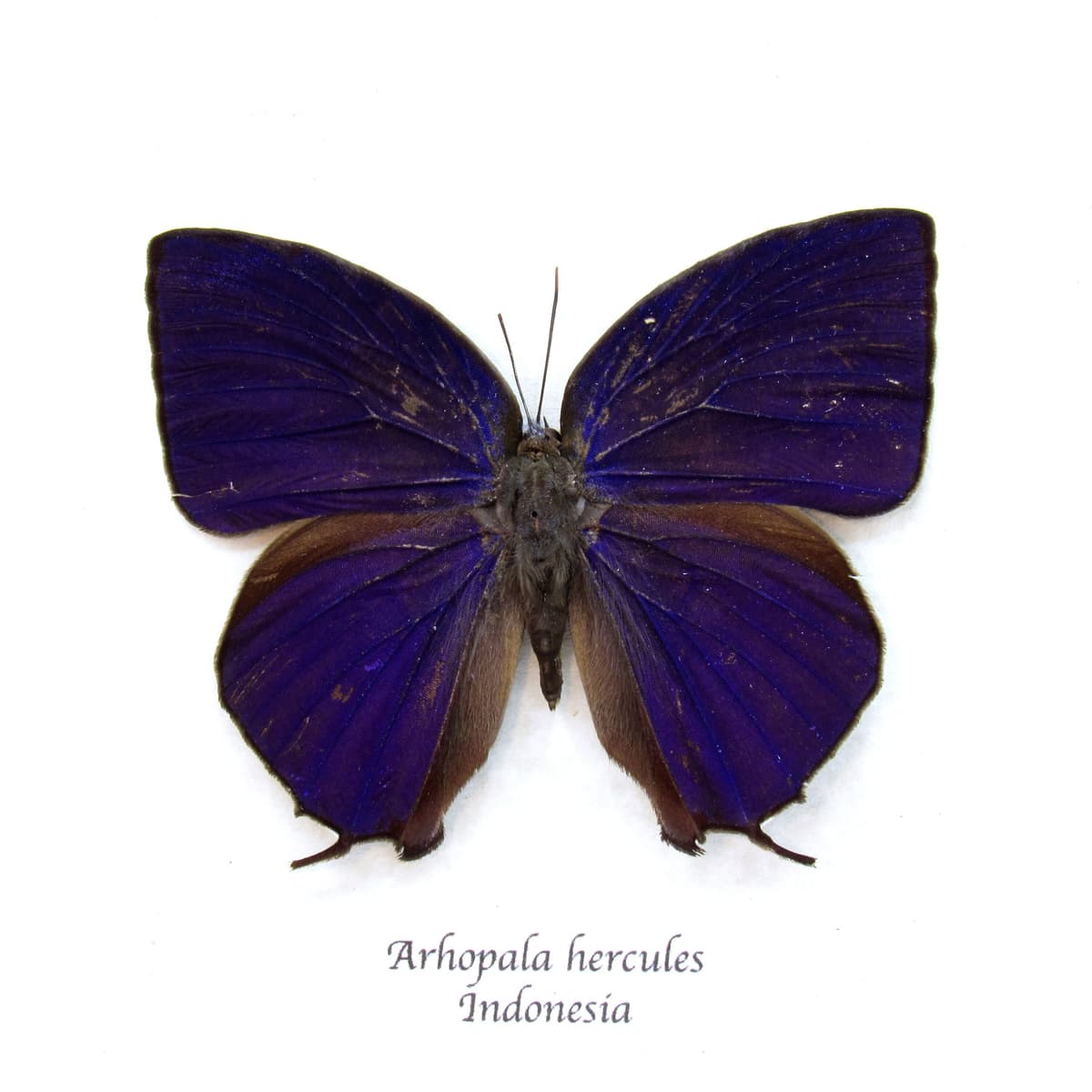 Real purple metallic butterfly framed taxidermy - Arhopala hercules - minor damage