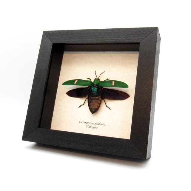 Real large metallic Jewel beetle framed taxidermy - Catoxantha opulenta