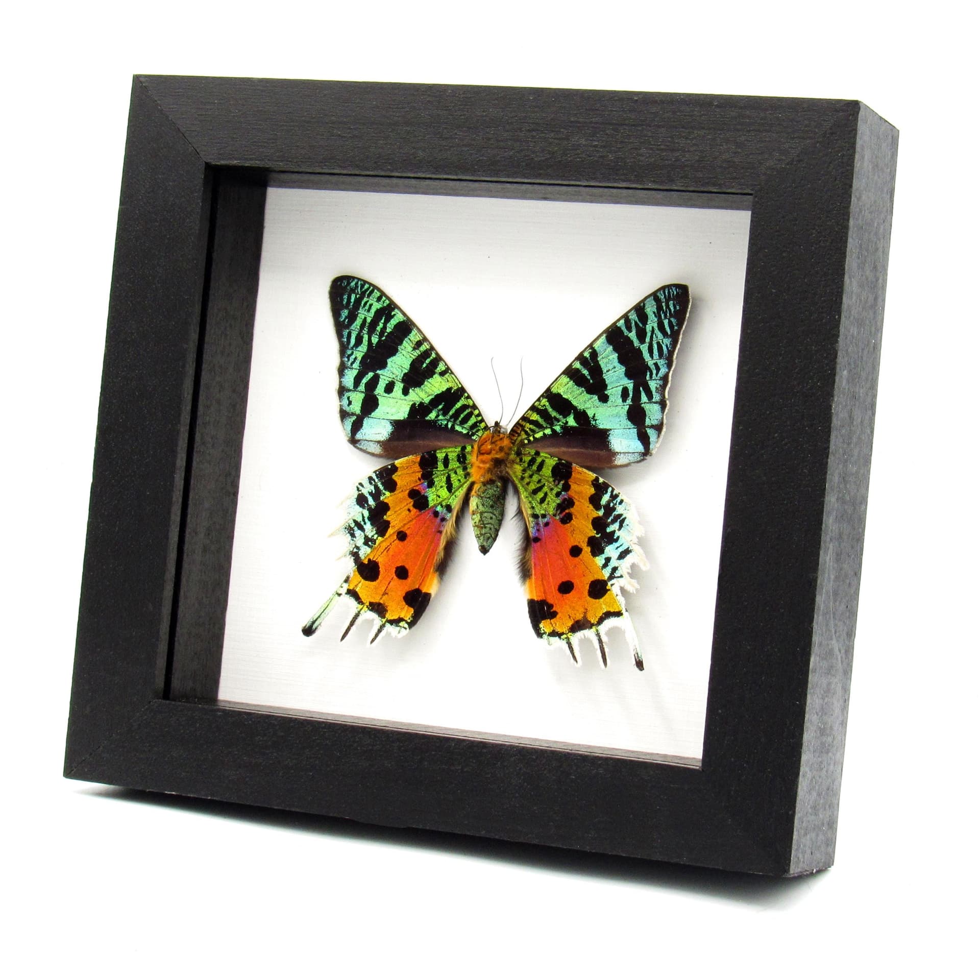 Real large Rainbow Sunset moth framed taxidermy - Urania ripheus - female