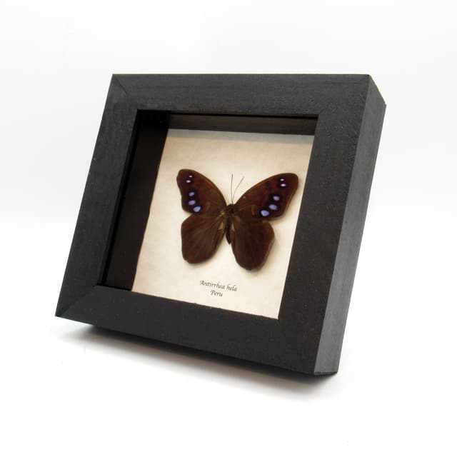 Rare purple Satyr butterfly framed taxidermy - Antirrhea hela