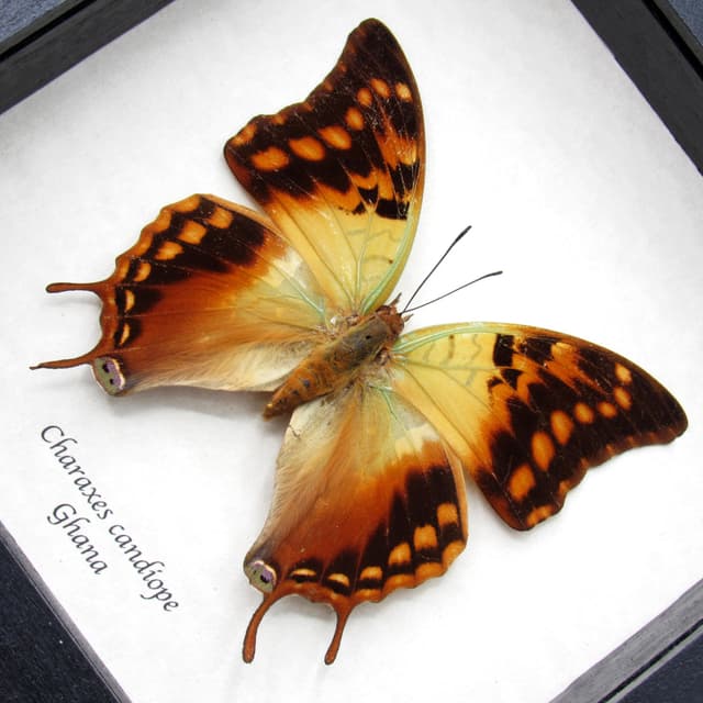 Real Green Veined Emperor Charaxes butterfly framed taxidermy - Charaxes candiope - large female