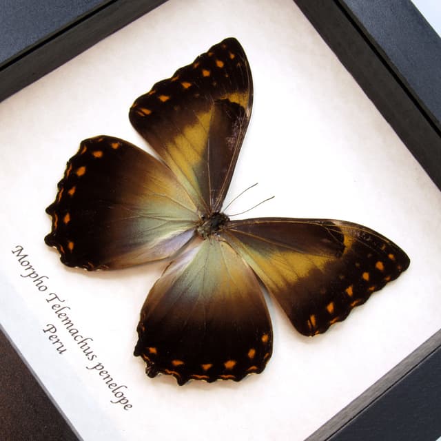 Real large framed Morpho butterfly taxidermy - Morpho telemachus penelope