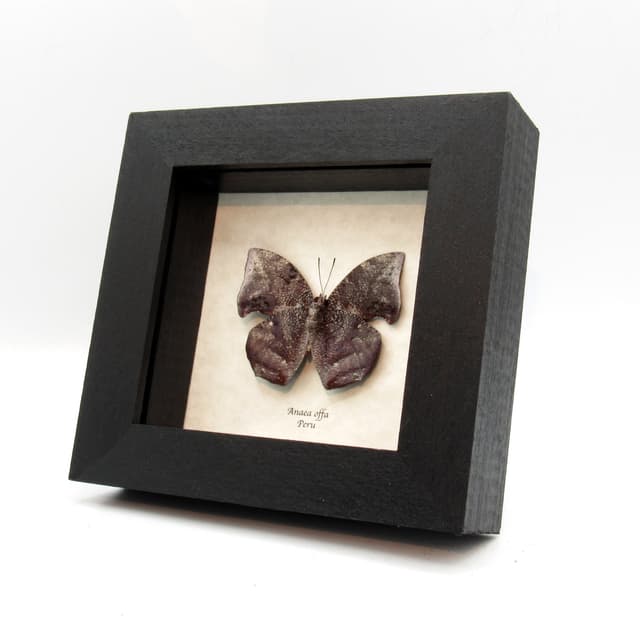 Real bark mimicking butterfly framed taxidermy - Anaea offa
