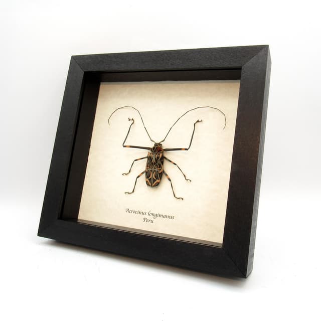 Real Harlequin beetle framed taxidermy - Acrocinus longimanus