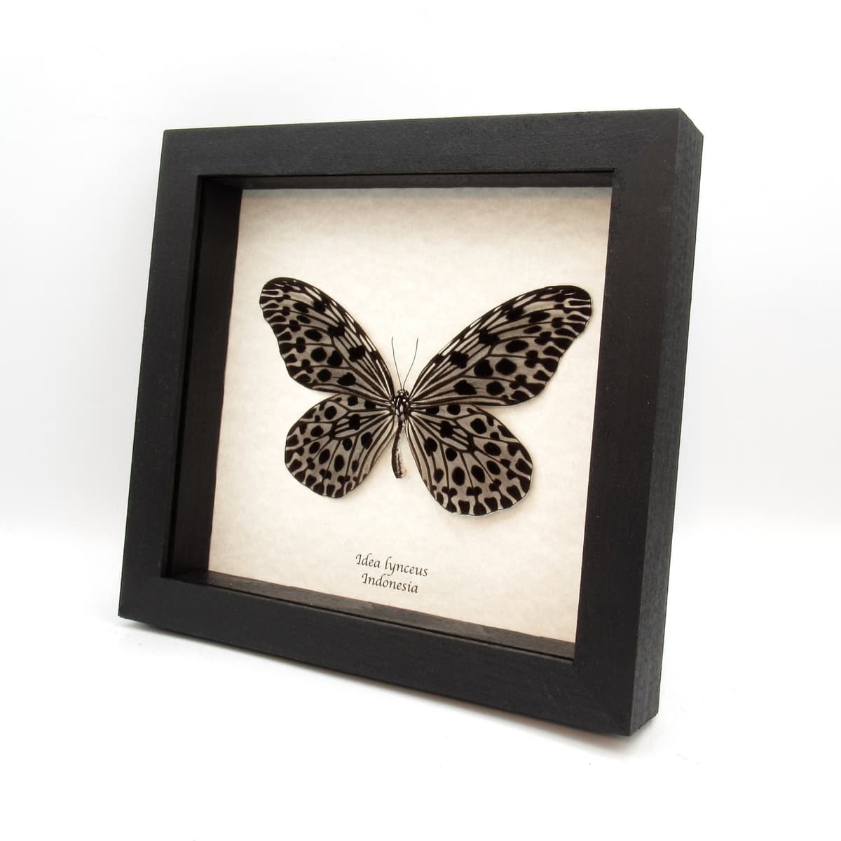 Real XL Silver butterfly framed taxidermy - Idea lynceus - female