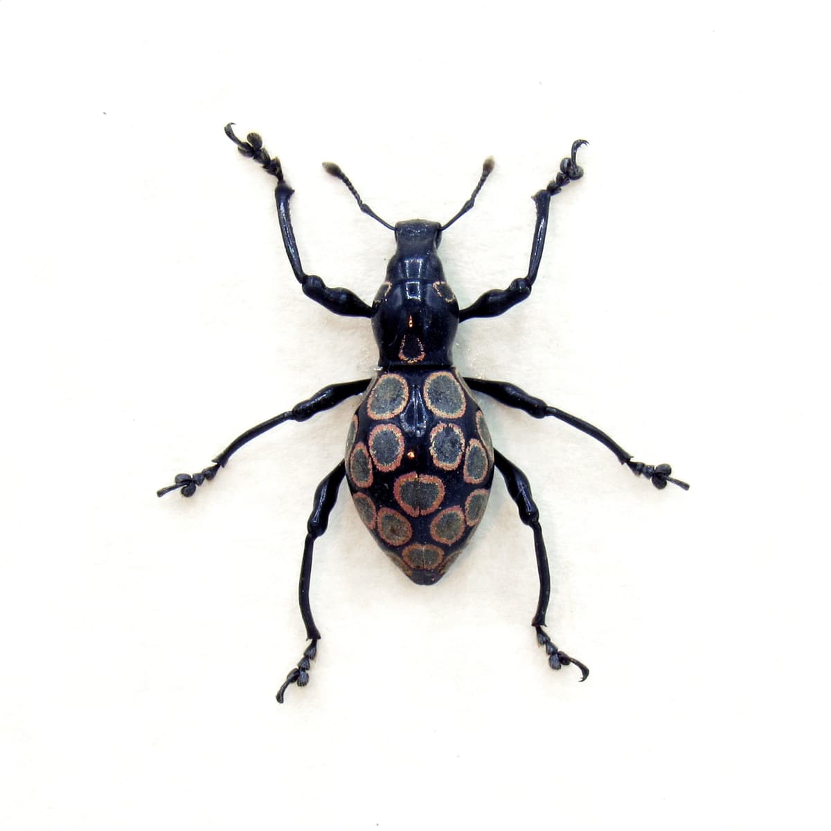 WEEVIL MANIA - Real beetle framed taxidermy - Pachyrhynchus congestus - dark form