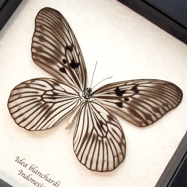 Real XL Tree Nymph butterfly framed taxidermy - Idea blanchardi - female