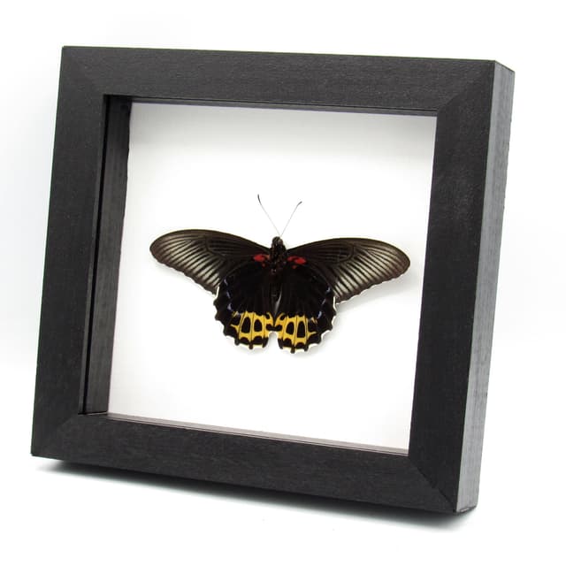 Real yellow butterfly framed specimen - Papilio forbesi - Victorian mount