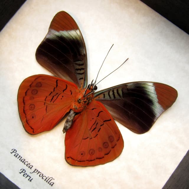 Large red Procilla Beauty butterfly framed taxidermy - Panacea procilla