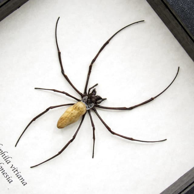 Real Golden Orb Weaver spider framed taxidermy - Nephila vitiana