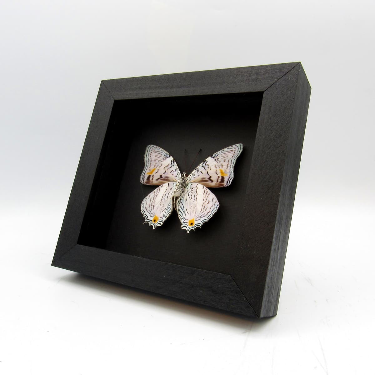Real pale lavender butterfly framed taxidermy - Baeotus amazonicus