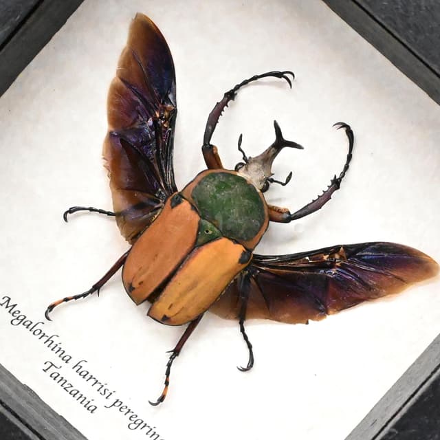 Real Longhorn flower beetle framed taxidermy - Megalorhina harrisi peregrina