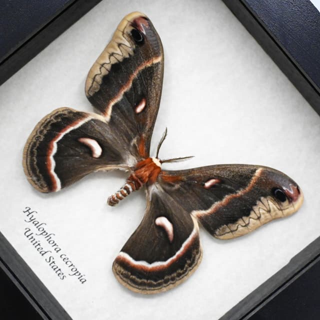 Real large Cecropia moth framed taxidermy - Hyalophora cecropia