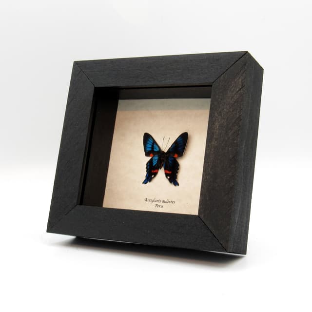 Real metallic butterfly framed taxidermy - Ancyluris aulestes