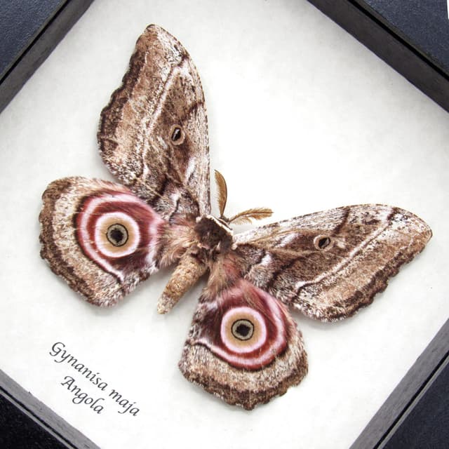Real Speckled Emperor moth framed taxidermy - Gynanisa maja