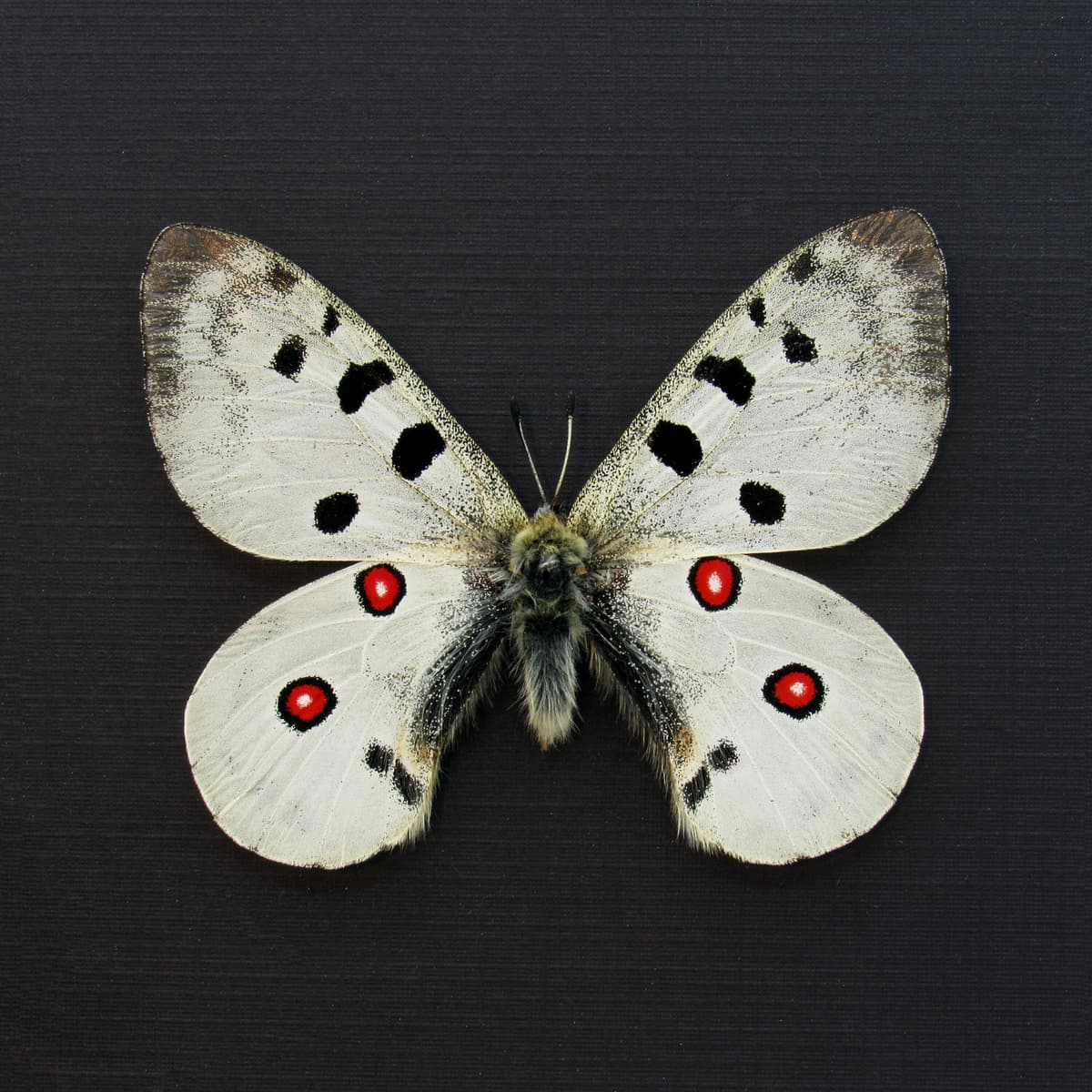 Real white Mountain Apollo butterfly framed taxidermy - Parnassius democratus