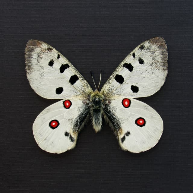 Real white Mountain Apollo butterfly framed taxidermy - Parnassius democratus