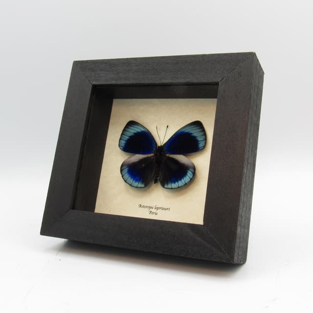 Real framed taxidermy butterfly - Asterope leprieuri
