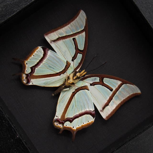 Real pearlescent green Nawab butterfly framed taxidermy - Polyura narcaea