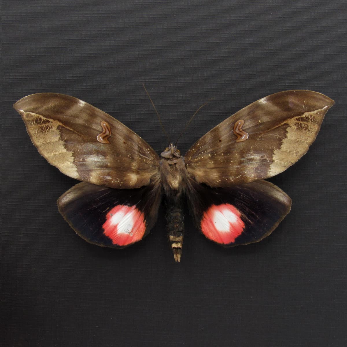 Giant pink fruit sucking moth framed taxidermy - Phyllodes verhuelli