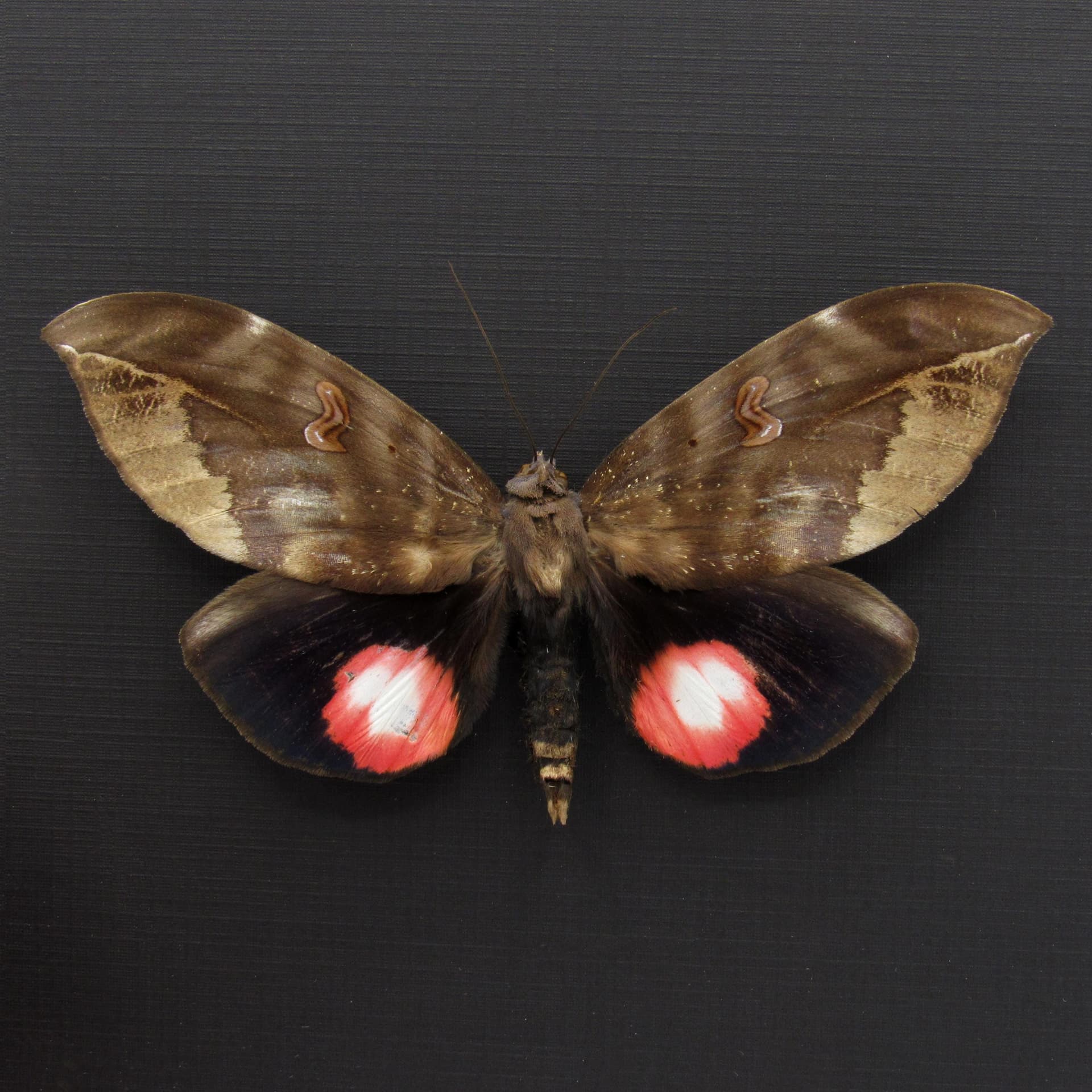 Giant pink fruit sucking moth framed taxidermy - Phyllodes verhuelli