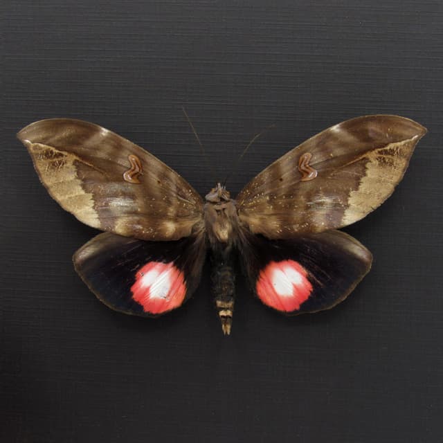 Giant pink fruit sucking moth framed taxidermy - Phyllodes verhuelli