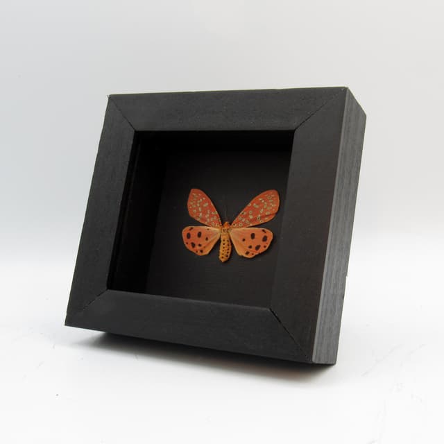 Real Mangina Moth framed taxidermy - Mangina argus