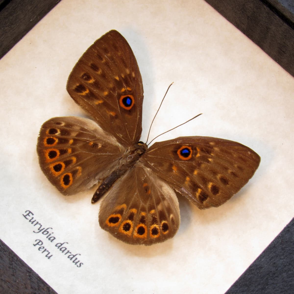 Real Metalmark butterfly framed taxidermy - Eurybia dardus